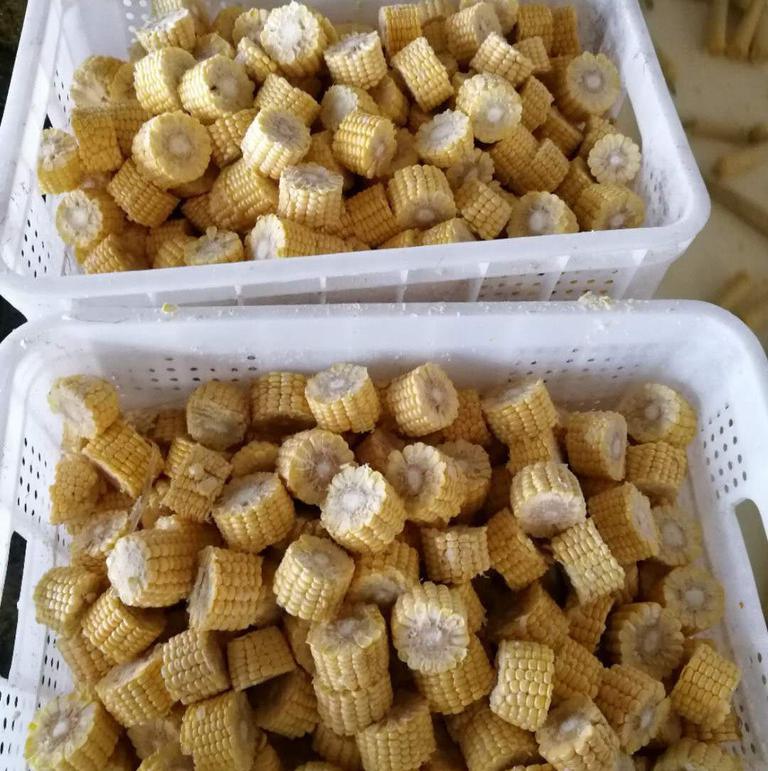 凍玉米切段機  玉米切割機  速凍玉米分段機  熟玉米切段機  玉米分割機